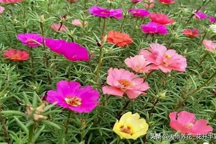 氮肥可以兑水浇花吗