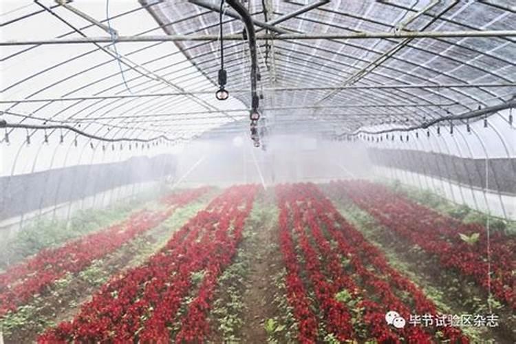 盆栽花需要哪些肥料