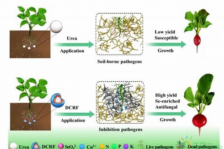 叶面肥十大名牌排名