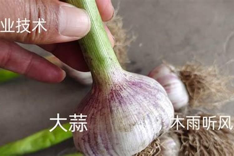 大蒜喷磷酸二氢钾行吗