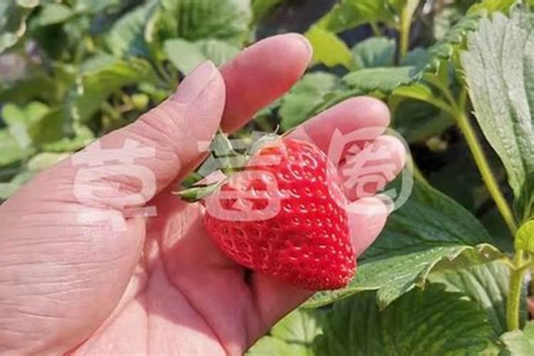 盆栽草莓施肥用什么肥料好