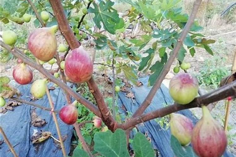 盆栽无花果怎么过冬,控制水肥提供充足光照