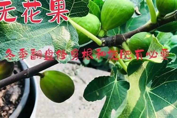 无花果施肥的正确方法
