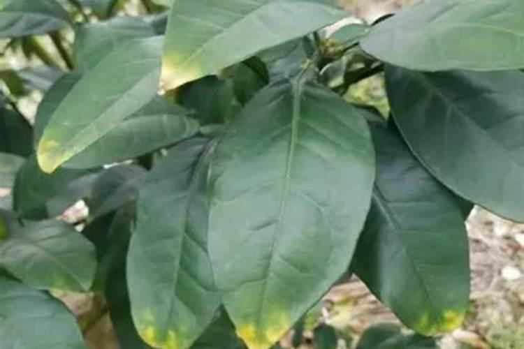 植物缺氮,缺磷,缺钾各表现出的现象是怎样的？
