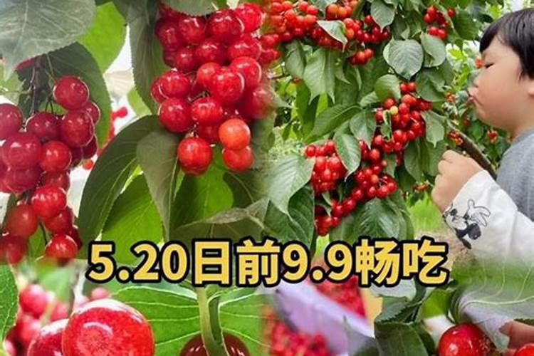 樱桃树什么季节施肥最好？？？施什么肥料？？