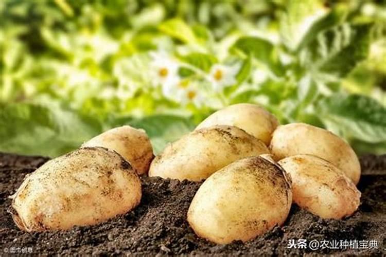 马铃薯施什么肥最好