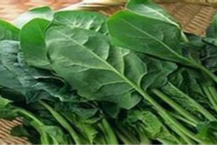 为使菠菜长得快应选用什么肥料