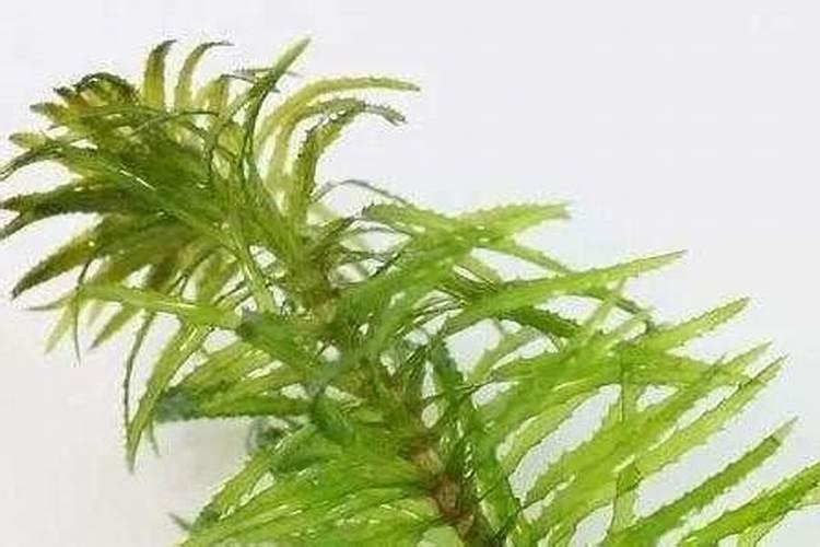 蜈蚣草怎么养 蜈蚣草的养殖方法