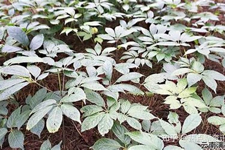 三七的施肥有哪些技术？