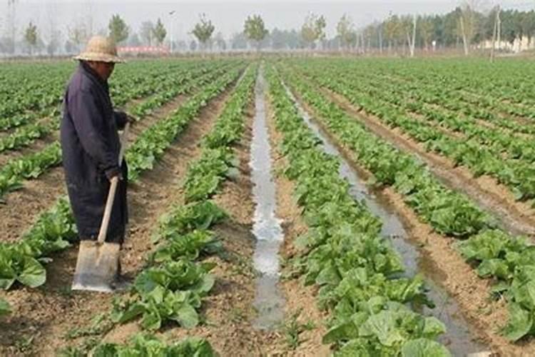 番薯苗种下几天可施复合肥料？