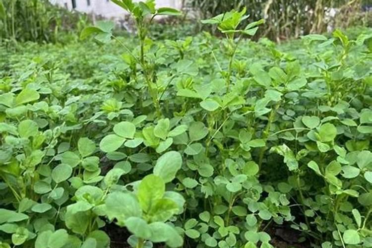 紫花苜蓿施什么肥长得快花卉百科
