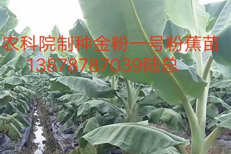 香蕉一般施什么肥