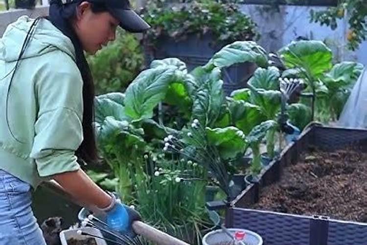 把石灰撒在种菜的地方,菜会不会无法存活