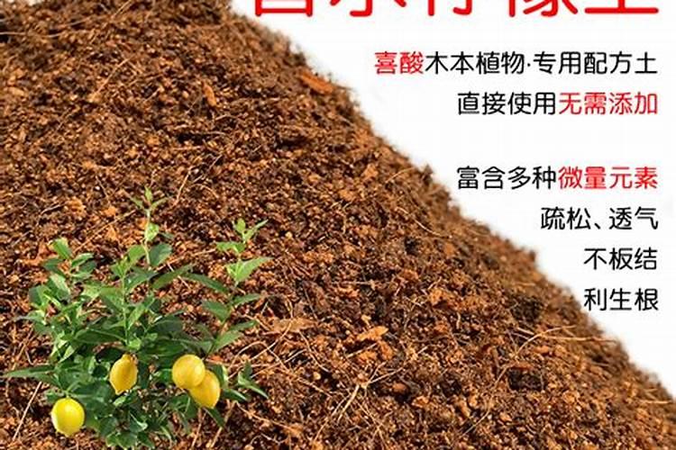 柠檬花怎么养殖方法