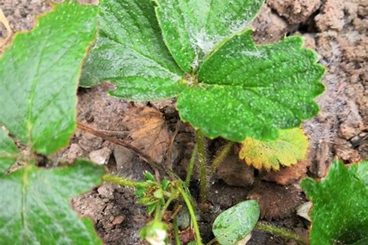 草莓刚有成熟果要多久施一次肥