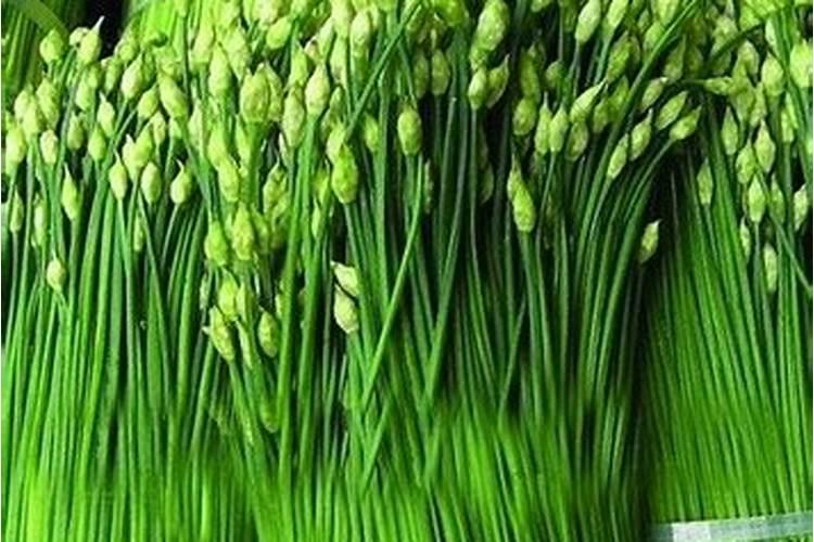 韭菜黄叶根系不好,是什么原因？用什么药？