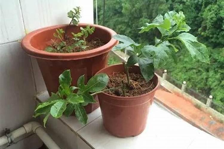 玫瑰花怎么施肥,玫瑰花施氮磷钾肥最为合适
