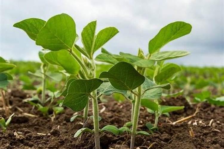 福施福的作用和功能