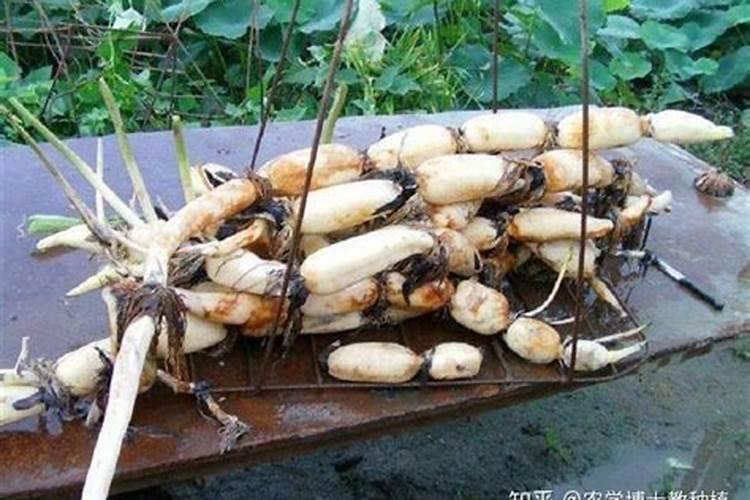 山茶花怎样地栽 地栽山茶花的方法