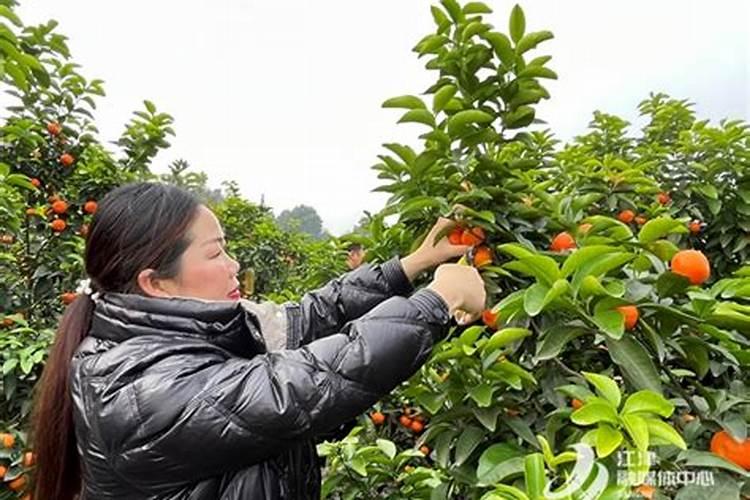 挑选砂糖橘皮薄还是皮厚甜？