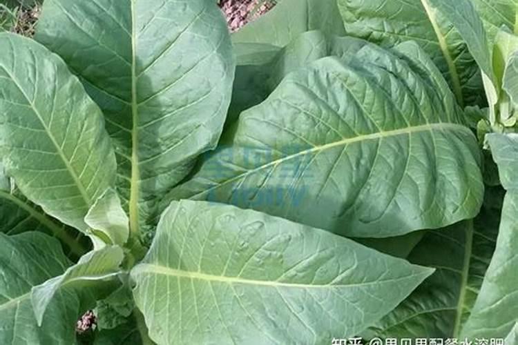 自制大量元素水溶肥的方法,在果树上如何使用