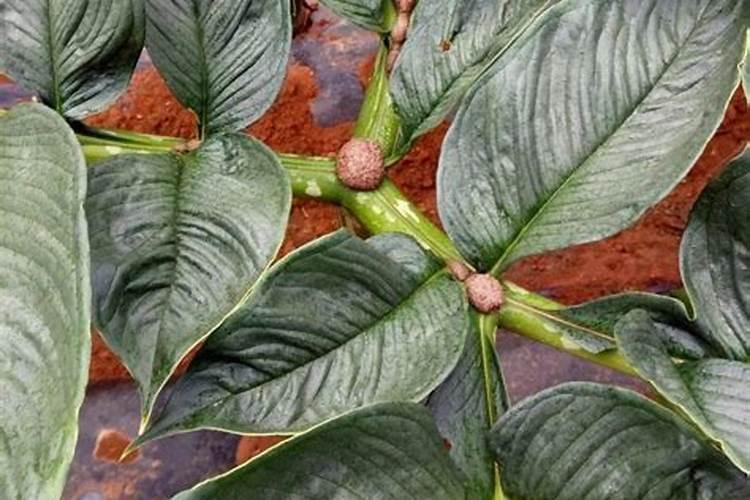 魔芋种植用什么肥最佳