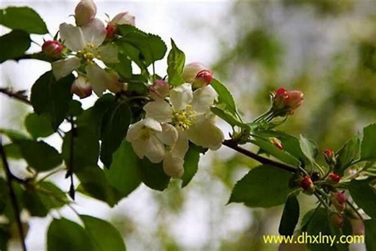 苹果谢花后第一遍打什么药