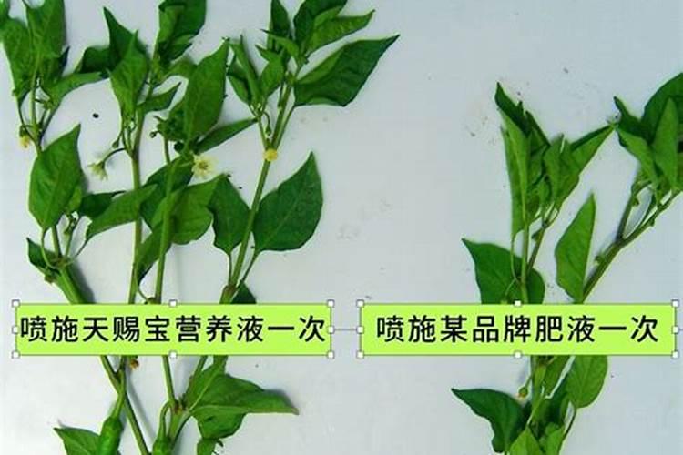 花用酸性肥料有哪些