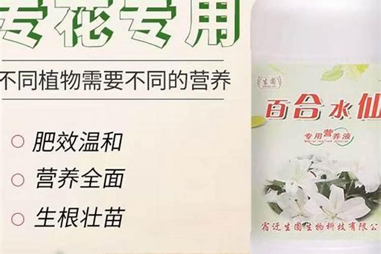 水仙百合怎么养长的好