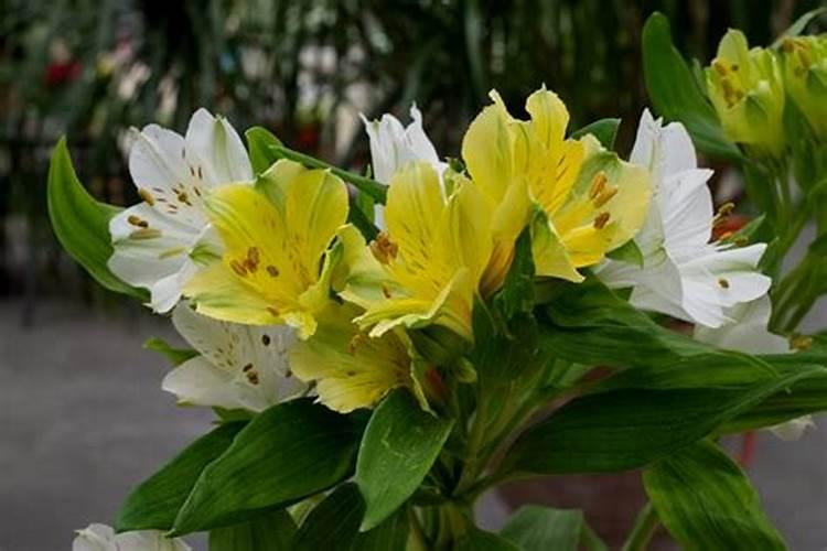 水仙百合养殖方法