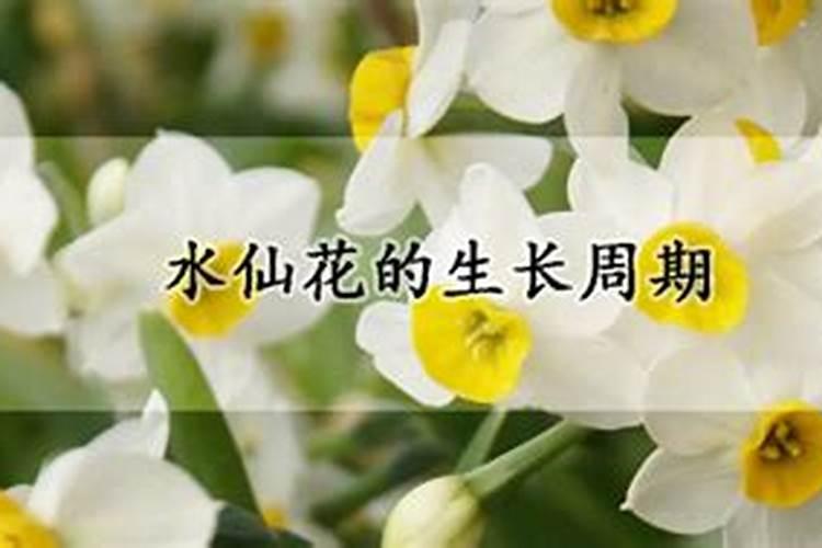 水仙百合怎么养