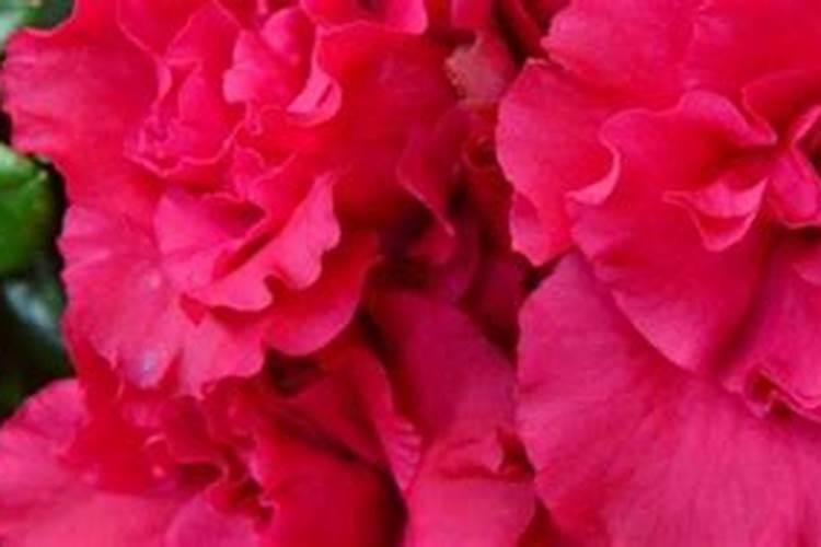 种植花生怎么施肥