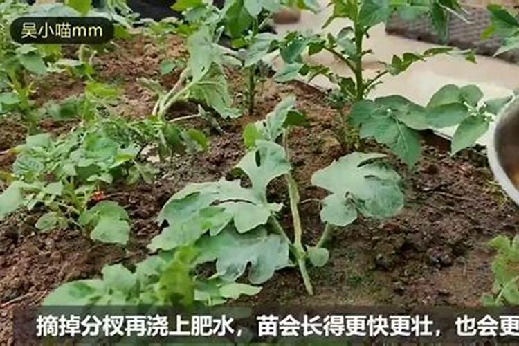 学会沤制三款肥水,以后养花的肥料不用买啦