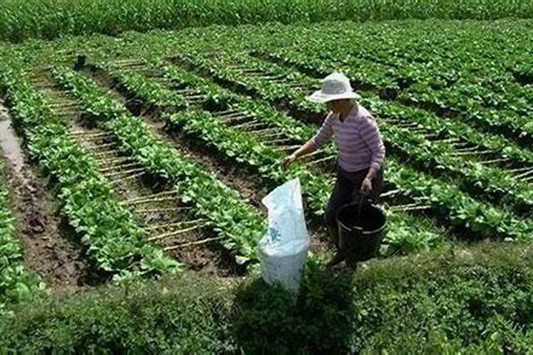 水溶氮钾肥复合型可以作为萝卜的底肥？
