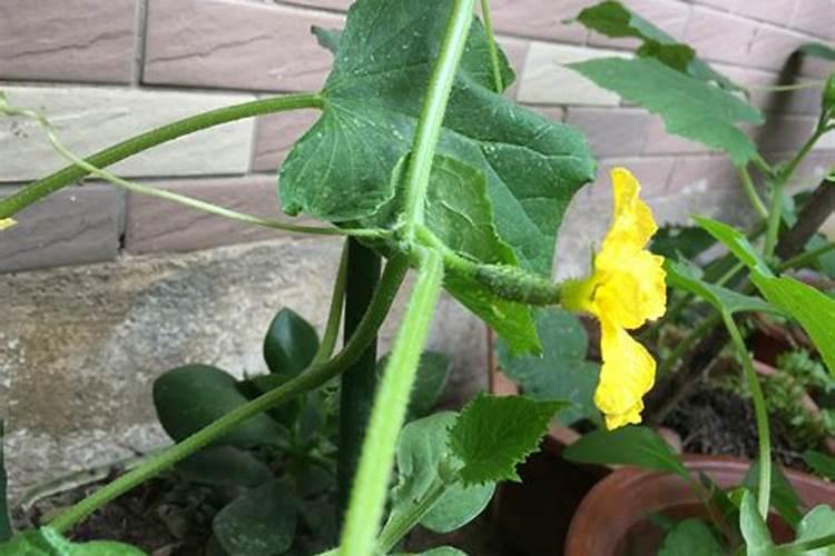 黄瓜花果期应该如何施肥？需要注意什么？