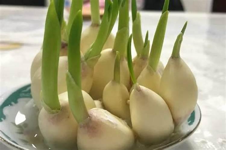 种大蒜上什么肥料最好