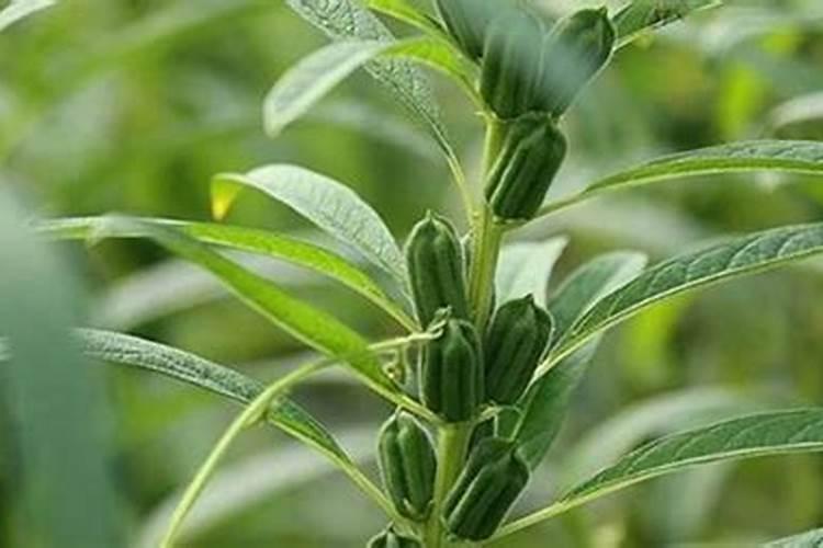让芝麻灌浆快成熟早质粒饱满喷什么叶面肥？