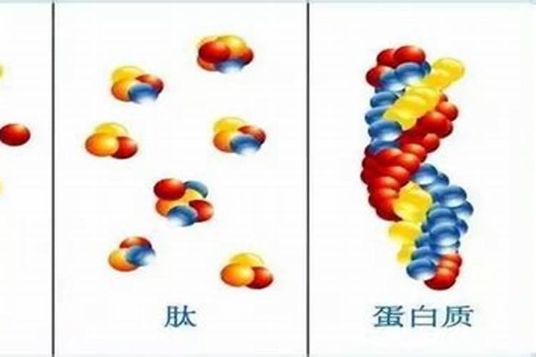 氨基酸和鱼蛋白到底有什么区别,差别在哪里呢？