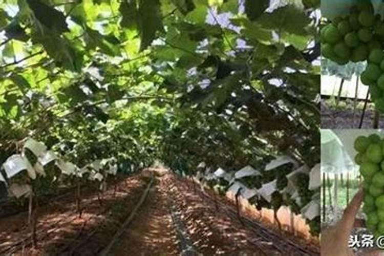 葡萄开花前施什么肥料