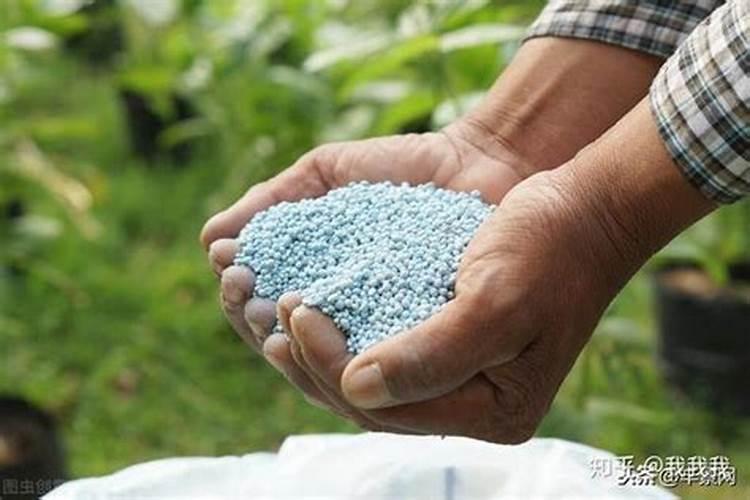 蝴蝶兰施什么肥最好