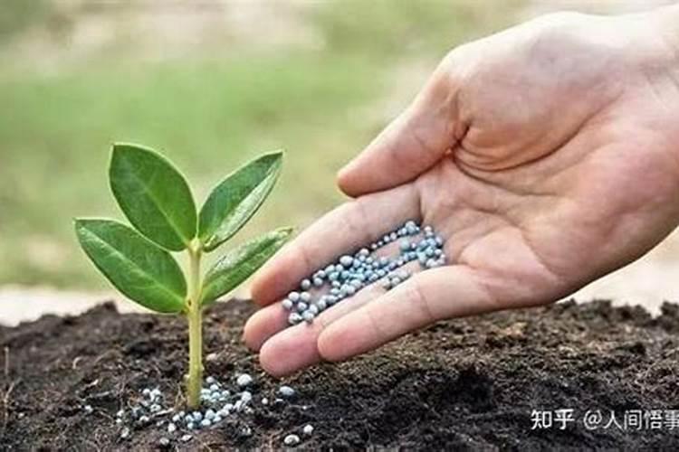 磷肥过量怎么补救