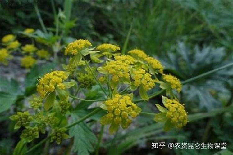 柴胡用什么化肥壮根