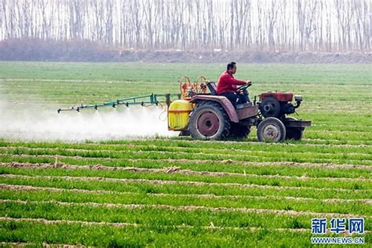 小麦返青肥你知道该咋施吗？施多少合适？2021年小麦返青肥施肥建议