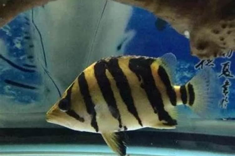 把鱼肉剁碎后,用水煮后,鱼中的营养有多少溶在了水中？