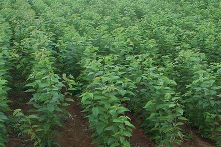 荔枝龙眼促花用什么叶面肥好？也有用磷酸二氢钾喷的