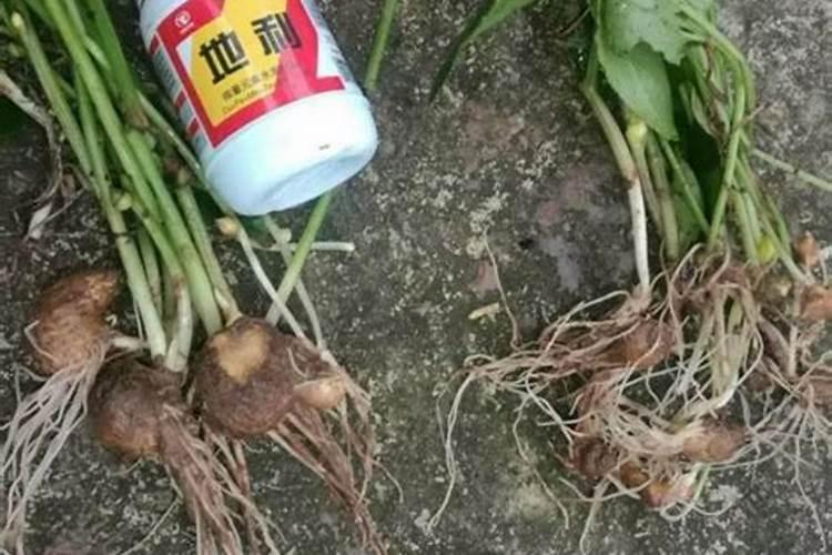 蔬菜叶面肥木醋液好用吗