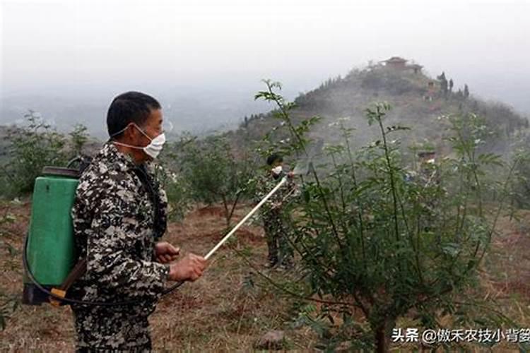 贝壳花怎么养