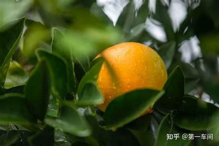 脐橙开花后怎么养 脐橙开花后如何养