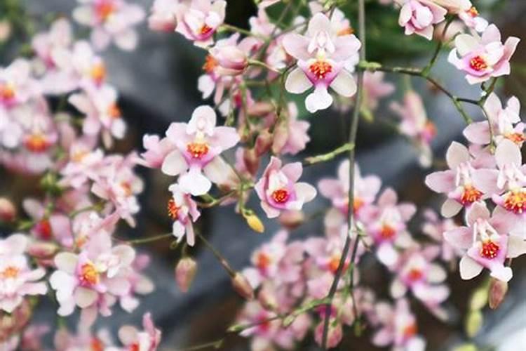 梦香兰一年开几次花