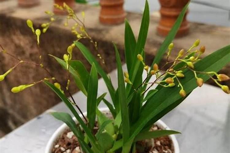 梦香兰花期多久时间